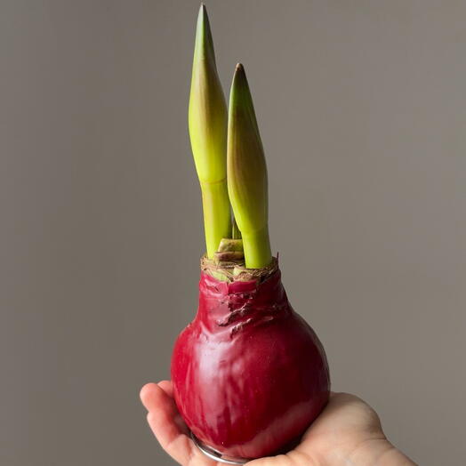 Луковица амариллиса в воске «Бордо»