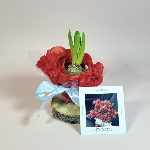 Зацветающий Гиацинт - любовь , с открыткой ️