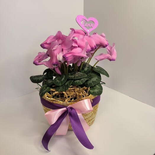 Цикламен в корзиночкн