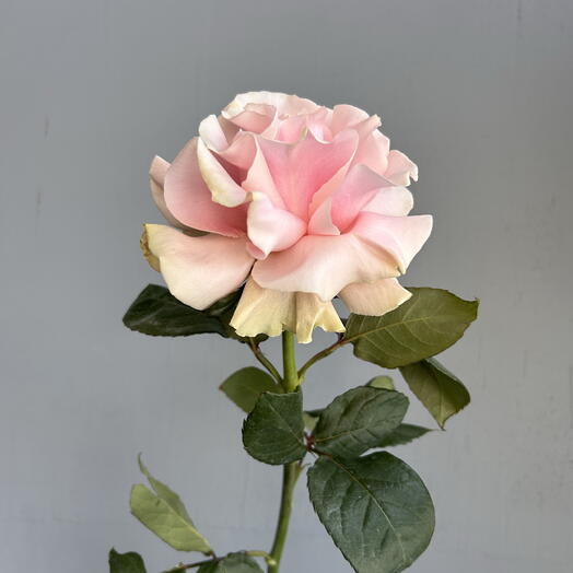 Роза французская Pink Mondiale