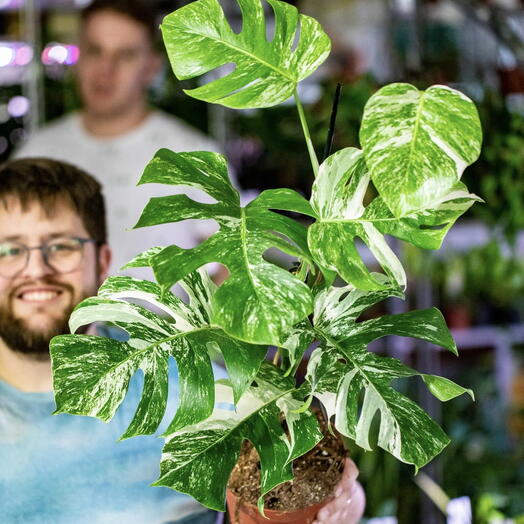 Monstera deliciosa variegata 17 cm