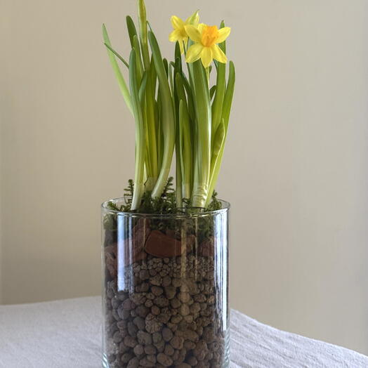 Нарциссы желтые в стеклянной вазе
