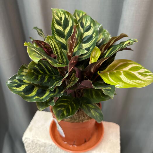 Комнатное растение Калатея