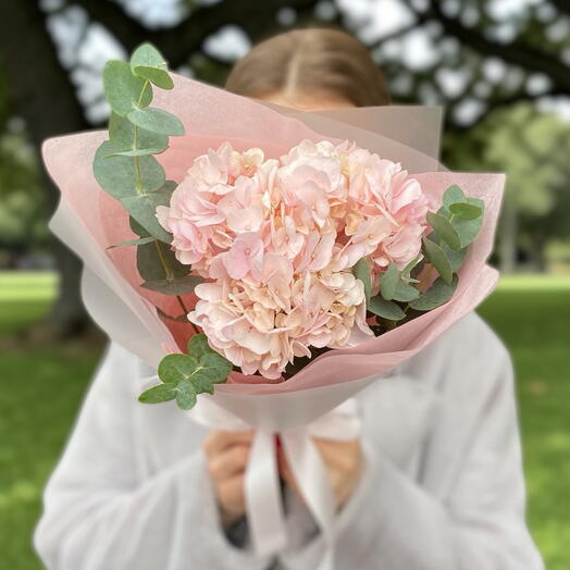 Hortensia tierna 💞