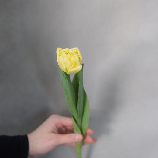Пионовидный желтый тюльпан