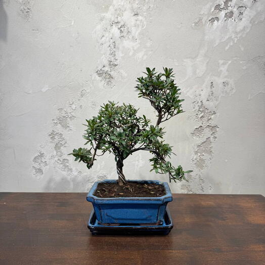 Азалия 17 лет