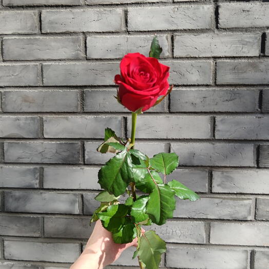 Акция😍Ароматная роза Red