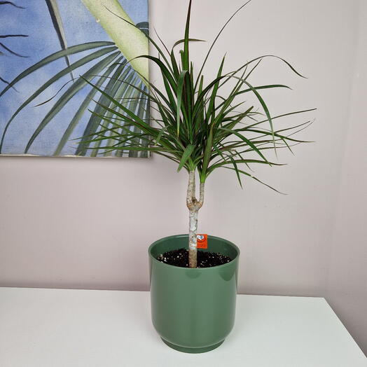 Драцена окаймленная в зелёном горшке