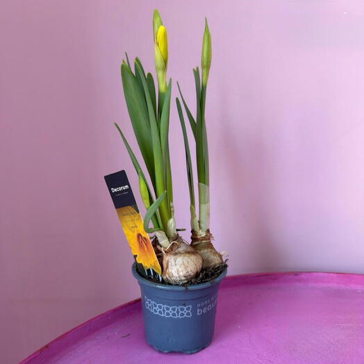 Нарциссы 🌼