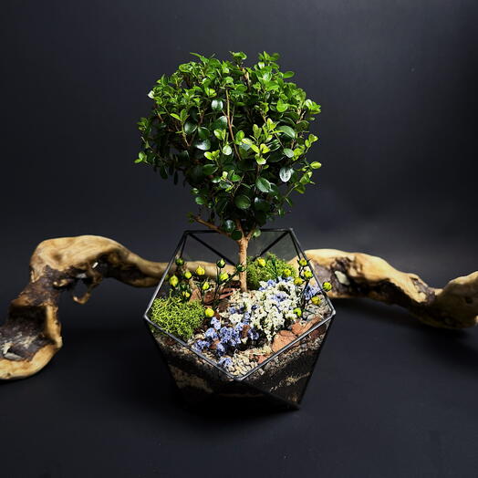 Флорариум с деревом мирсиной африканской "Сапфир"