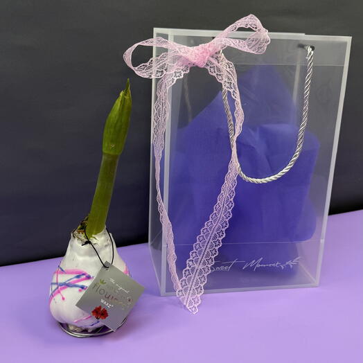 Цветущий подарок « Луковица Амариллиса в воске» Тренд Топ