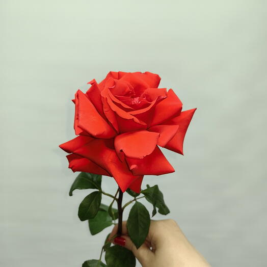 Французская роза Нина