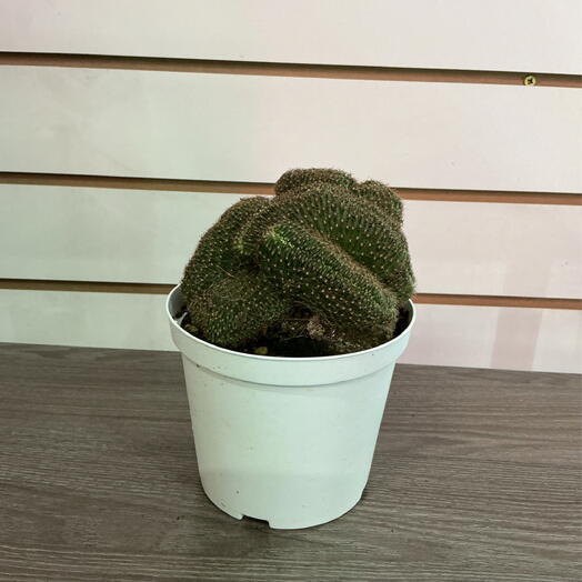 Кактус Crestate