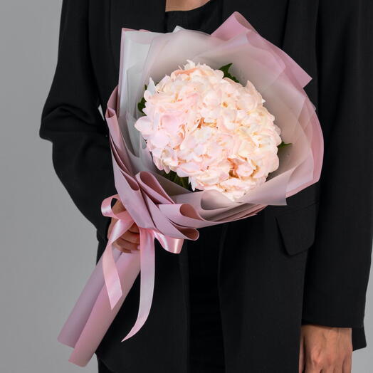 Hortensia tierna en paquete
