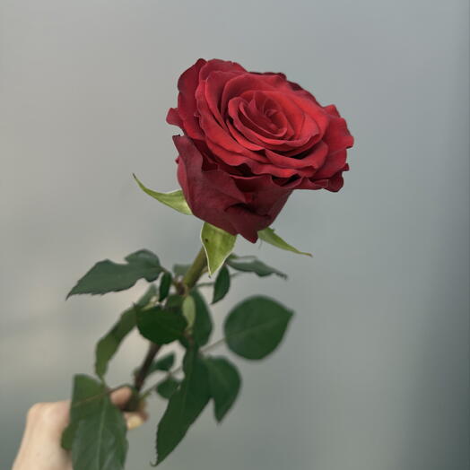 Красная Роза «Редиант» 70см 🌹