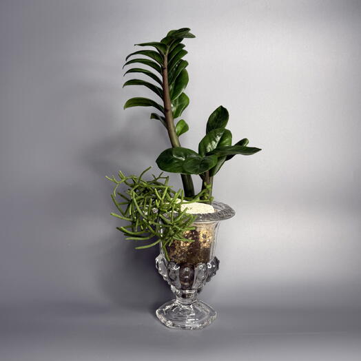 Флорариум с рипсалисом и замиокулькасом