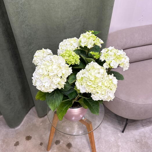 Гортензия Hyndrangea  / Белая