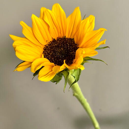 Подсолнух 🌻