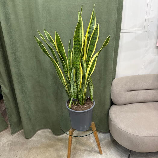 Сансеверия / Sansevieria 110