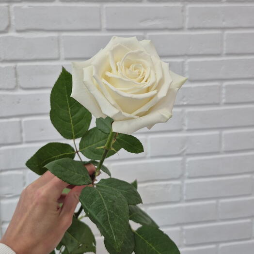 Роза Эквадор белая