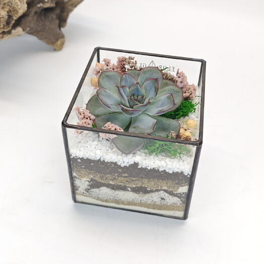 Florarium with succulents "Mini cube with Mystery" 8cm