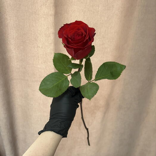 Роза красная эксплорер премиум 🌷