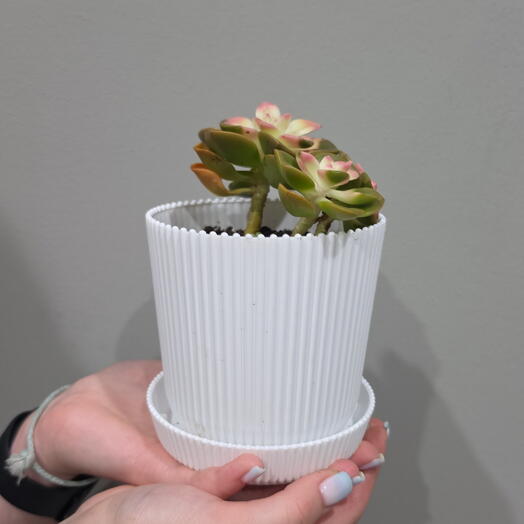 СЕДУМ Chocolate Variegated