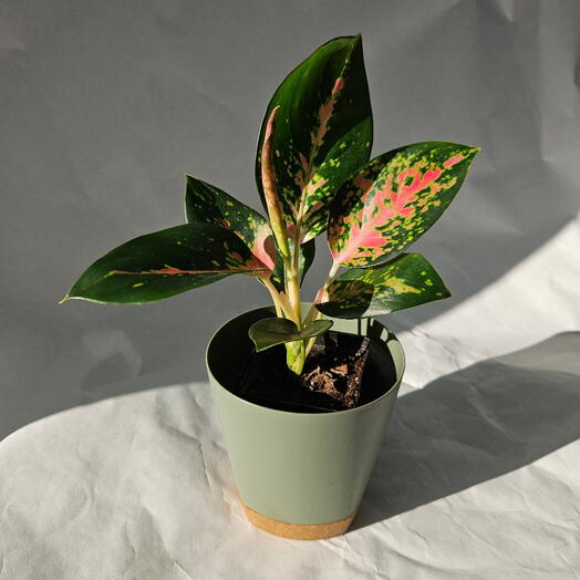 MIXPLANTS SPb