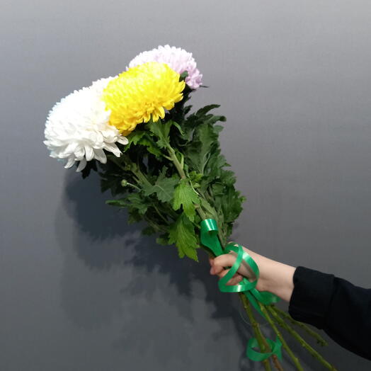 Хризантема одноголвая Крымская
