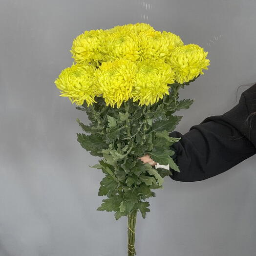 Пачка одноголовой Хризантемы фисташка (10 шт)