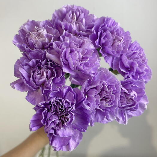 Гвоздики фиолетовые 9💜