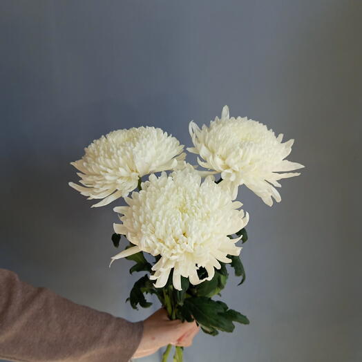 Букет из 3 крупных хризантем