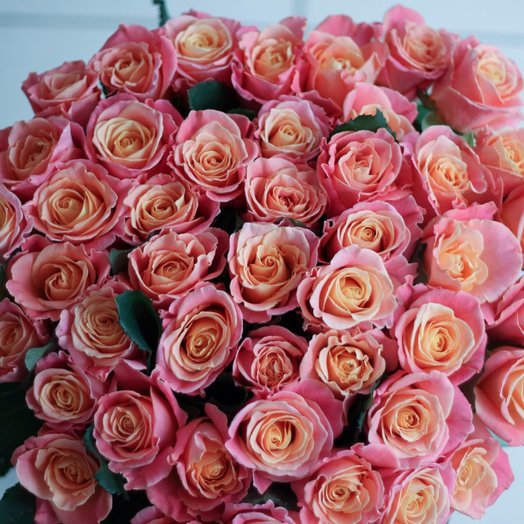 51 coral rose