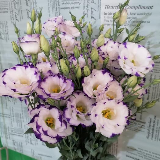 Eustoma