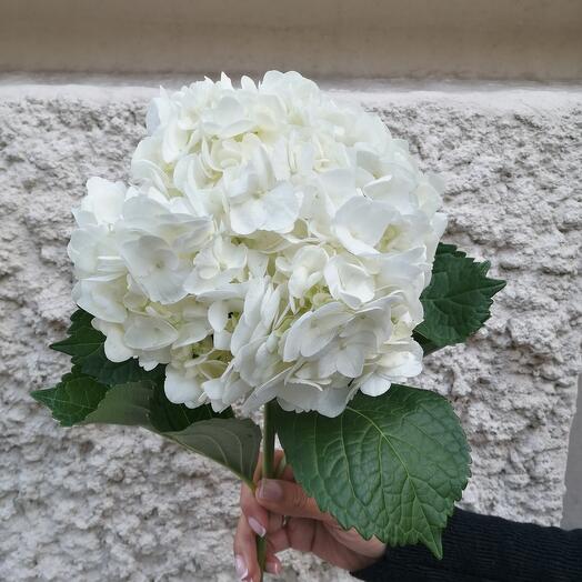 АКЦИЯ гортензия White