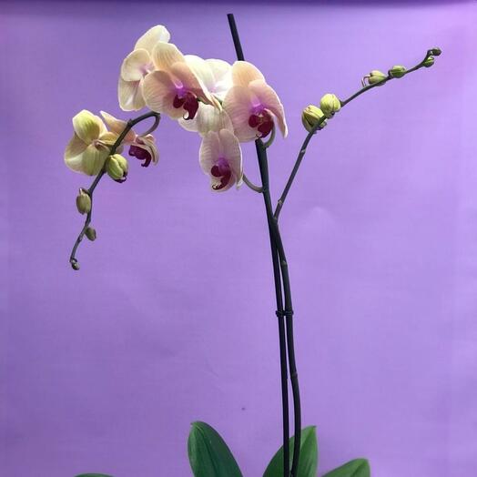 Planta de interior phalaenopsis