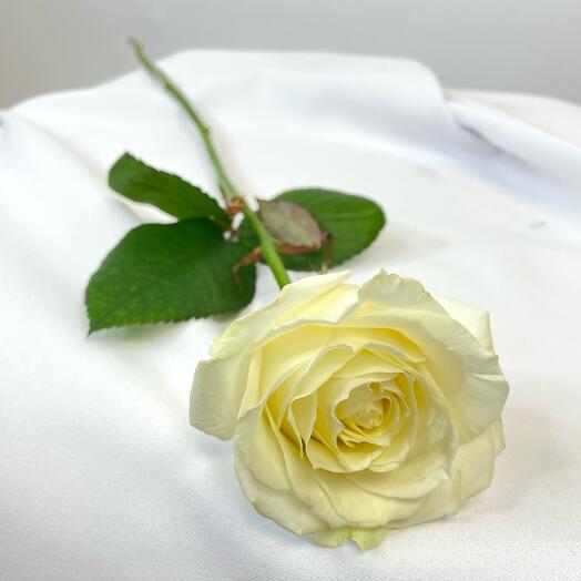 Rosa