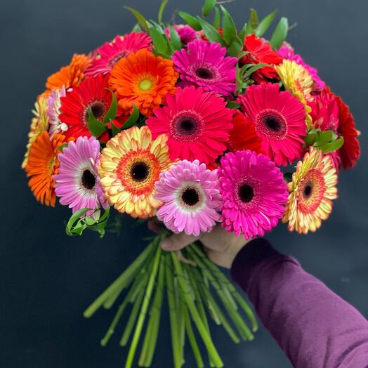 Gerbera