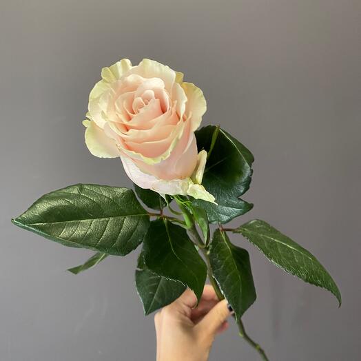 Rosa Rosa Mondial