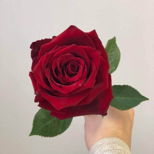 rosa roja de Ecuador