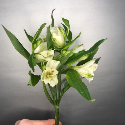 Альстромерия микс