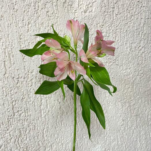 Alstroemeria mix