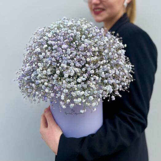 Гипсофила в коробке (лавандовая)