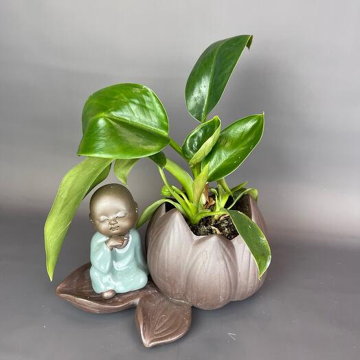 Ребёнок с кашпо Лотус и растение