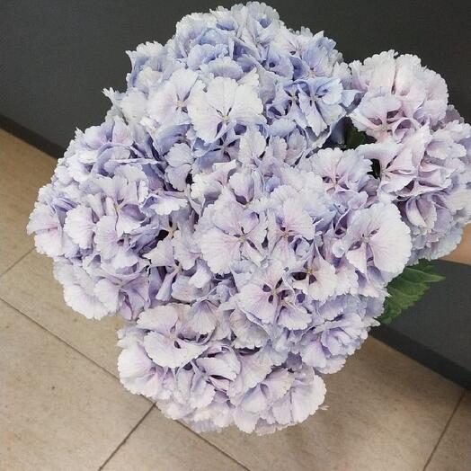 Ramo de hortensias