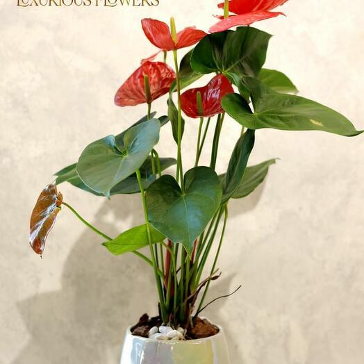 red Anthurium