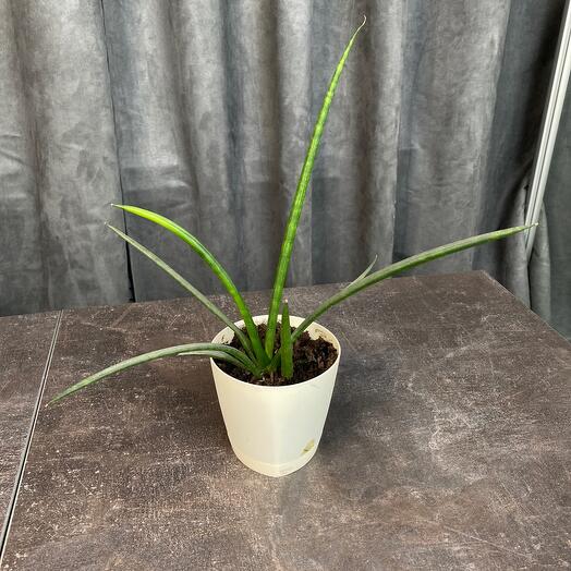 Planta de interior sansieveria cylindrika