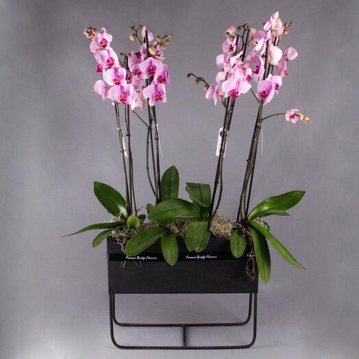 Eleganza dell'orchidea