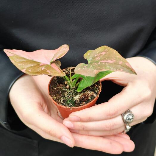 Сингониум Пинк Сплеш (Syngonium Pink Splash) D6см