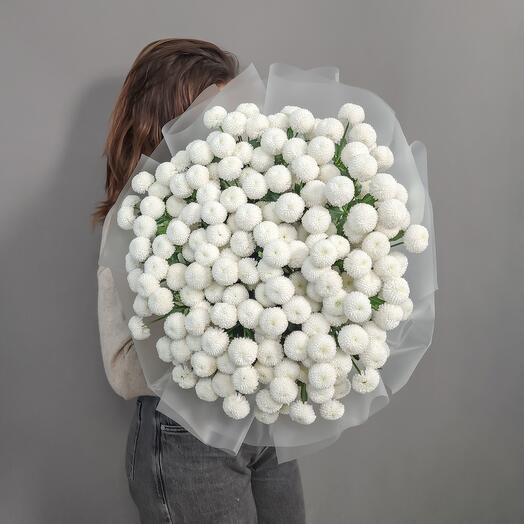 Coconut 23